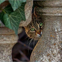 amrahmed76-blog avatar