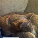 amy-with-a-y-not-an-i avatar