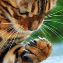 amygdalaremoval avatar