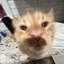 amymarchapologist03 avatar