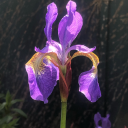 amyscuriosity avatar