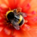 amysgiantbees avatar