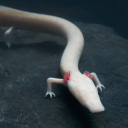 an-ancient-olm avatar