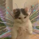 an-angels-haven avatar