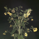 an-evergreen-wanderer avatar