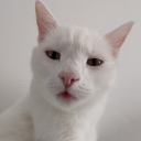 an-indoor-cat avatar