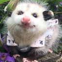 an-opossum avatar