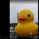 an-unexpected-duck avatar