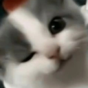 an1meisreal1ty avatar