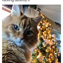 ana-the-awkward-bean avatar