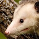anactualpossum avatar