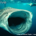 anactualwhaleshark avatar