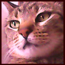 anailil-zirtaeb avatar