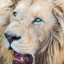 analovelol-blog avatar