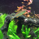 anaquarist avatar