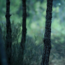 anarchic-dreams avatar