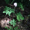 anarchicblues avatar