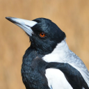 anarcho-ragamuffinism avatar