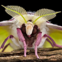 anarchobotany avatar