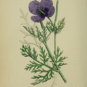 anarchycox-fics avatar