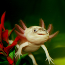 anastasia-axolotl avatar