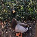 anateur-amimator avatar