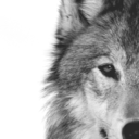 anatidaefobia avatar