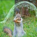 anatolia-lacrimosa avatar