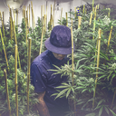 anaujiram-nepsa avatar