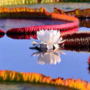 anchor-and-rust avatar