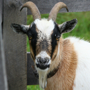 ancient-goat avatar