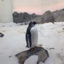 and-im-inlove-with-you avatar