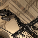 and-she-was-ants avatar