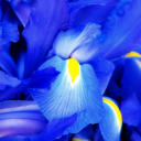 and-something-blue avatar