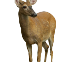 andean-deer avatar