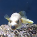 anderstandable avatar