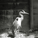 andiewilkinson avatar