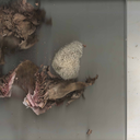 andreabolognino avatar