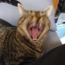 andrealphus13 avatar