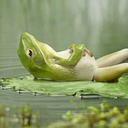 andreantonioni avatar