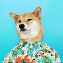 andrewjasonjihad avatar