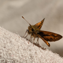 androgynousarbiters avatar