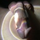 androgynousfiregothwobbler avatar