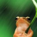 androgynousfrog avatar