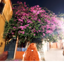 andromeda-azul avatar