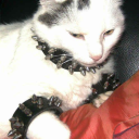 andromeda-oddites avatar