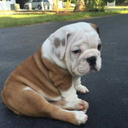 andyhartanto21 avatar