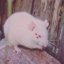 andysgutsnstuff avatar