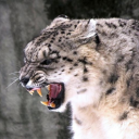 andysnowpard3 avatar