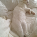 aneedforvisuals avatar